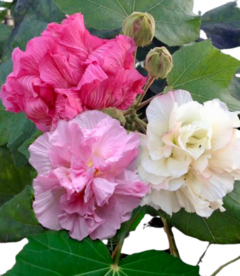 Rosa Louca - Hibiscus mutabilis - Flores que cambiam de cor!!!