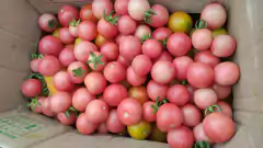 Tomate Branco Rosa - Tomate Tailandès - comprar online