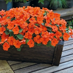 Impatiens Walleriana Laranja Baby Orange Beijinho