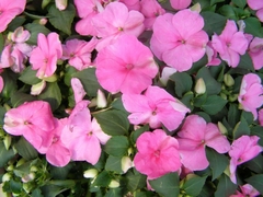 Impatiens Walleriana Rosa Baby Rosa Beijinho