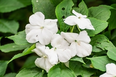 Impatiens Walleriana Branco Baby White Beijinho