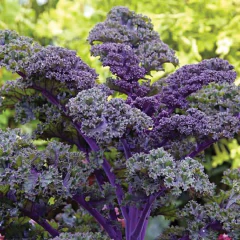 Couve Scarlet Kale - Couve violeta