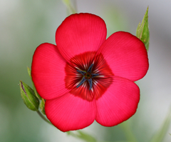 Linho Vermelho - Scarlet Flax Linum grandiflorum Flor - comprar online