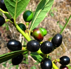 Louro Verdadeiro - Laurus nobilis - comprar online