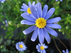 Margarida Azul - Blue daisy - Felicia amelloides - Flor - Plantamundo
