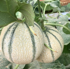 Melão Cantaloupe Charentais Variedade Da França - loja online