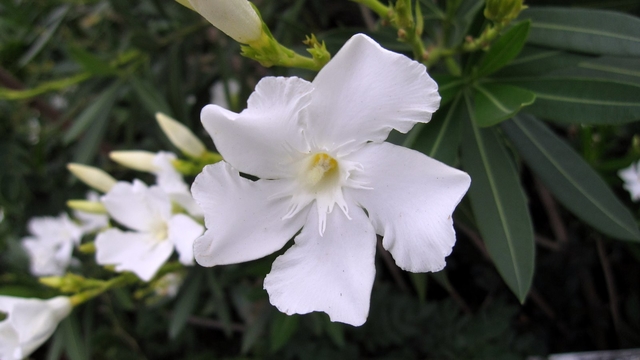 Espirradeira Branca - Oleander Branco - Nerium oleander - Flor