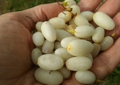Ovo De Galo - Ovinho - Salpichroa origanifolia - Fruta Nativa 1000% + Ferro Q o Açai