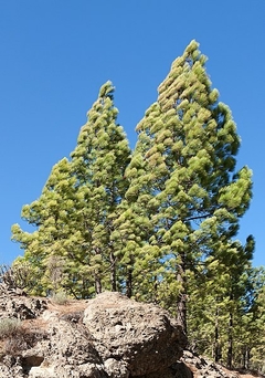 Pinheiro Tropical - Pinheiro das Canárias - Pinus canariensis na internet
