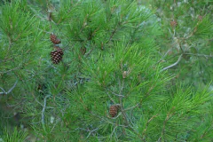 Pinheiro de Aleppo - Pinus halapensis na internet