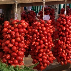 Tomate Principe Borghese - Tomate Italiano do Vesúvio - Pomodoro Vesuviano - comprar online
