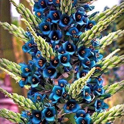 Puya azul - Puya alpestris - Flor - Bromélia