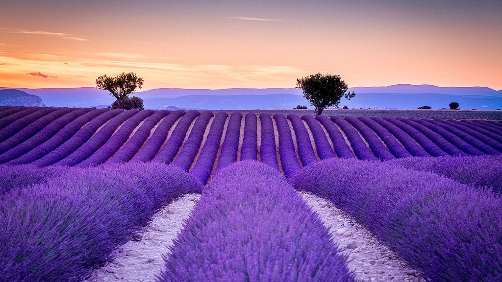 Alfazema verdadeira - Lavanda - Lavandula angustifolia