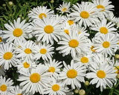 Margarida Shasta Daisy Silver Princess - Leucanthemum superbum