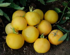 Tomate Pêssego - raro e delicioso