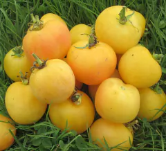 Tomate Garden Peach - Tomate Pêssego de Jardim