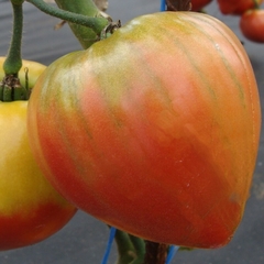 Tomate hERODES