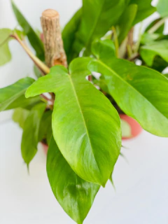 FILODENDRON SQUAMIFERUM - comprar online