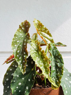 BEGONIA MACULATA - Atelier Botánico | Vivero boutique