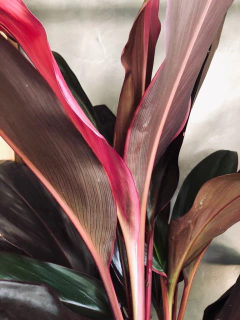 DRÁCENA RUBRA - Atelier Botánico | Vivero boutique