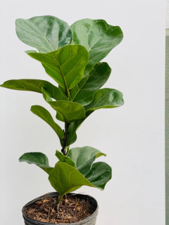 FICUS PANDURATA en internet