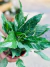 SPATHIPHYLLUM VARIEGADO