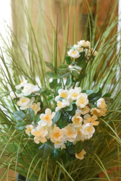 PLANTA ROOS CABBAGE - comprar online