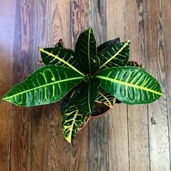 CROTON HIBRIDO - comprar online
