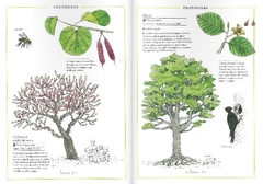 Inventario ilustrado de los árboles - Virginie Aladjidi / Emmanuelle Tchoukriel - comprar online