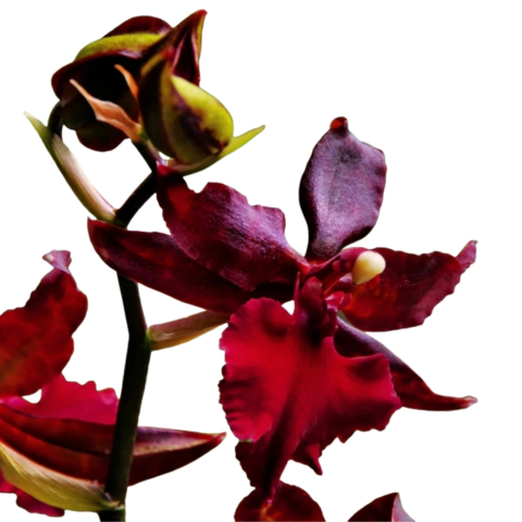 Orquídea Colmanara Massai Red: A bela flor para adicionar cor e charm