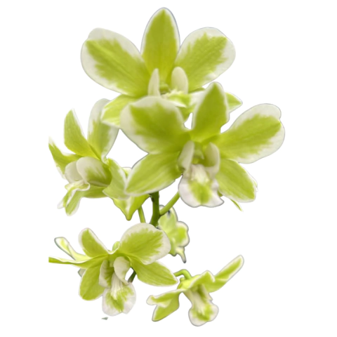 Orquídeas Denphal: a beleza tropical para sua casa