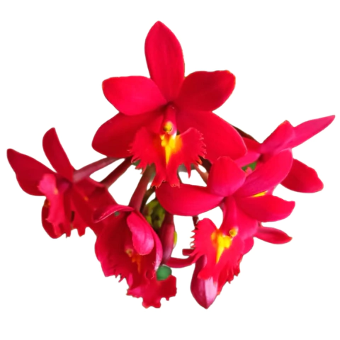 Orquídea Epidendrum: Conheça a Diversidade de Cores e Formas
