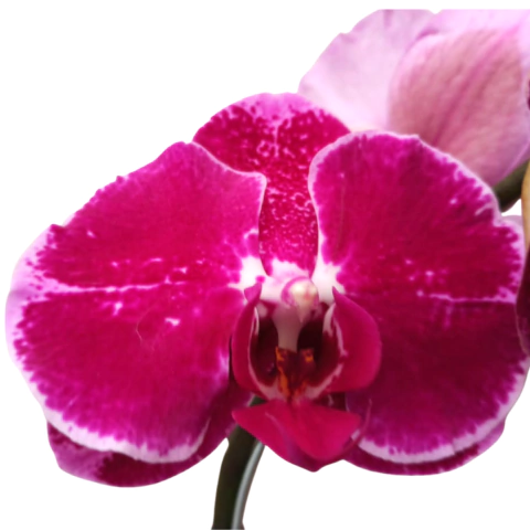 Conheça a linha completa de orquídeas Phalaenopsis