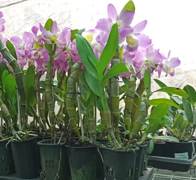 Orquídea Dendrobium Nobile: O Charme Exótico para o Seu Jardim