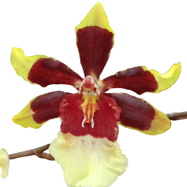 Orquídea COLMANARA WILDCAT: flor exótica perfeita para dar vida a qu