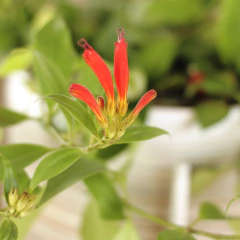 Aeschynanthus Speciosus - Comprar en Vivero Mario