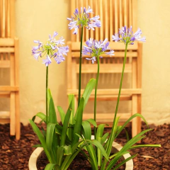 Agapanthus - Comprar en Vivero Mario