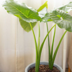 Alocasia Oreja de Elefante - Comprar en Vivero Mario Alocasia Oreja de Elefante - Comprar en Vivero Mario