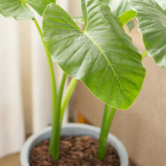 Alocasia Oreja de Elefante - Comprar en Vivero Mario Alocasia Oreja de Elefante - Comprar en Vivero Mario