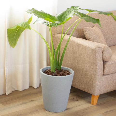 Alocasia Oreja de Elefante - Comprar en Vivero Mario Alocasia Oreja de Elefante - Comprar en Vivero Mario