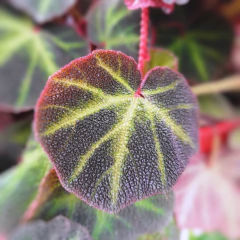 Begonia Brasil - Comprar en Vivero Mario