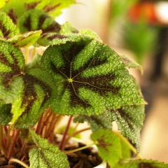 Begonia de la Cruz - Comprar en Vivero Mario