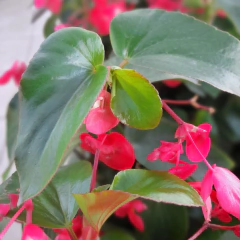 Begonia Dragon Wing - Comprar en Vivero Mario