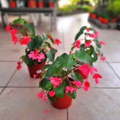 Begonia Dragon Wing - Comprar en Vivero Mario