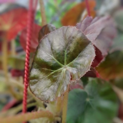 Begonia Erythrophylla - Comprar en Vivero Mario