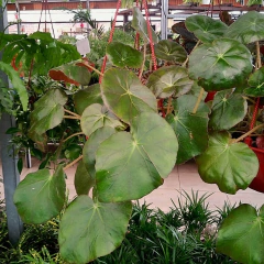 Begonia Erythrophylla - comprar online