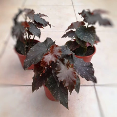 Begonia Negra - Comprar en Vivero Mario