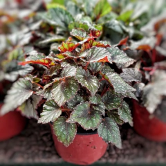 Begonia Rex - Comprar en Vivero Mario