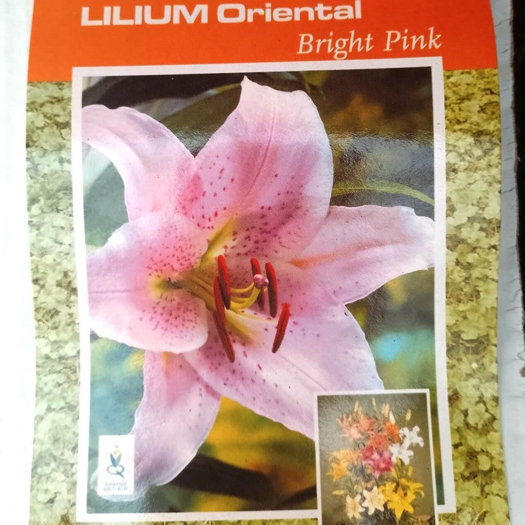 Bulbos de Lilium Perfumado - Comprar en Vivero Mario