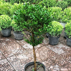 Buxus Topiario - Comprar en Vivero Mario